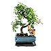 bonsaï Orme parvifolia Style S 7 yr - 1 arbre