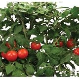 AeroGarden Cherry Tomato Seed Kit (3-Pod)