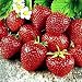 Sweet Charlie Strawberry Fruit Plant Seed 100 Stratisfied Berry Plant Seeds