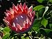 Close View of a King Protea Flower Photographic Poster Print by Jonathan Blair, 18x24