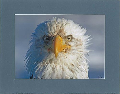 American Bald Eagle Close-up By Alaskan Photographer Gan Welland With Blue/Gray Matting