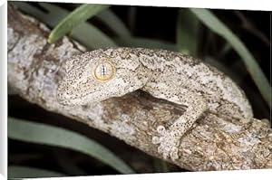 Rankin s GECKO Canvas Prints