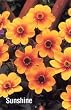Sunshine Bronze Leaf Dahlia Tuber- Orange & Yellow!