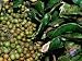 Fruit Cart Selling Mamoncillo and Guama, Bogota, Colombia Art Styles Photographic Pos...