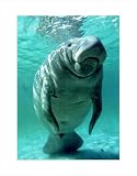 West Indian (Florida) Manatee by Brandon D. Cole,22.1 in. x 28 in.