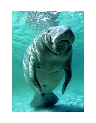 West Indian (Florida) Manatee by Brandon D. Cole,22.1 in. x 28 in.