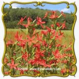 1 Oz Royal Catchfly (Silene regia) Bulk Wildflower Seeds