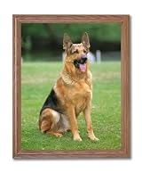 German Shepherd Puppy Dog Kids Room Animal Home Decor Wall Picture Oak Framed Art Print