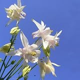 [Free Shipping] 30PCS White Columbine Flower Seeds Ornamental Flower Seed // 30pcs columbine blanco semillas de flores de semillas de flores ornamentales