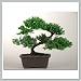 Joebonsai Nursery Direct Upright Juniper Bonsai Tree IV (b-jr4) Joebonsai Nursery Direct Upright Juniper Bonsai Tree IV (b-jr4)