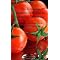The Best Tomato Gardneing Books on Amazon