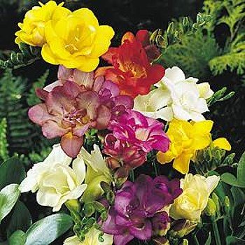 Image #1 of Double Mixed Freesia