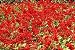 3,000 Scarlet Sage Seeds