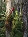 Cardinal Air Plant ( Tillandsia Fasciculata) on Bald Cypress (Taxodium Distichum) on Bald Cypress Photographic Poster Print by Jeff Foott, 30x40