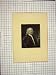 C1790-C1900 Antique Portrait Sir Isaac Newton Engraving