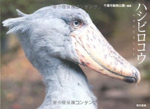 ハシビロコウ