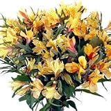 Golden Peruvian Lilies Fresh Flower Bouquet