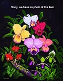 Cattleya Enid alba