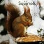 Squirrels 2011 Square 12X12 Wall Calendar