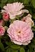 Blushing Mate Micro Miniature Rose Bush -Fragrant/Hardy