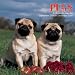 pug44  - Pugs 2009 Wall Calendar