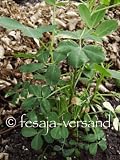 Eigenschaften fesaja-versand  / Erdnuß, Peanut / Arachis hypogaea (Saatgut, Samen)