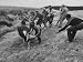Natives, Downing a Bull For Castration That Will Make It an Ox in Tristian Da Cunha P...
