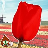国華園　チューリップ球根　大球　赤　100球