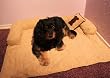 Hundebett / Hundekorb / Schlafplatz / Hundedecke L - Veloursleder-Optik + Kissen