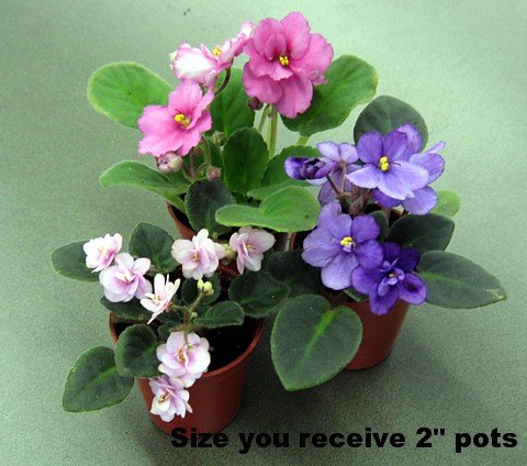 Pastel Miniature African Violets 3 Plants 2 Pots