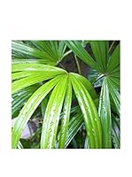 CM Creation Cuadro Decoplex 30X30 Palmera