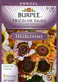 Burpee 42861 Heirloom Daisy, Tricolor Chrysanthemum carinatum Seed Packet