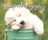 Pooped Puppies 2008 Daily Boxed Calendar
