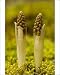 Photographic Prints of Birds nest orchid - young spikes emerging from Ardea Wildlife Pets