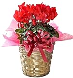 花由 バスケット付き シクラメン5号 華やかレッド（生花 鉢植え 鉢花 花鉢）【フラワーギフト お歳暮 贈り物】