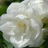 Philadelphus 'Virginal' - Mock Orange