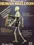 Human Skeleton
