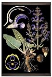 Authentic Models MC805 Meadow Sage Botanical Chart - MC805,