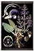 Authentic Models MC805 Meadow Sage Botanical Chart - MC805,
