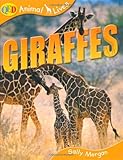 Giraffes
