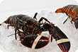Live New England Lobster, 4-6 lb avg , 10 lb case, approximately 2 Lobsters