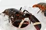 Live New England Lobster 1.5 lb avg , 10 lb case, approximately 6 Lobsters