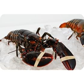Live New England Lobster 1.5 lb avg , 10 lb case, approximately 6 Lobsters