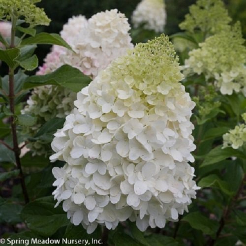 Pillow Talk TM Hardy Hydrangea - 4 Pillow Talk TM Hardy Hydrangea - 4