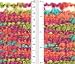 Boucle Yarn-Sorbet
