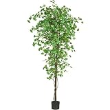 7 &acute; Gingko Silk Tree - B0033Q977A