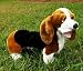 Bassett Hound 22in Animal Puppet (P84113)