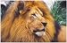 Lion King of the Jungle Custom Photography