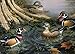 Wood Ducks (Puzzle)