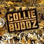 Collie Buddz